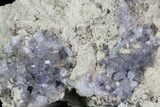 Purple/Gray Fluorite Cluster - Marblehead Quarry Ohio #81189-3
